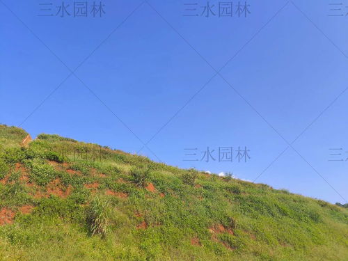 春天播种，草种选择要用心