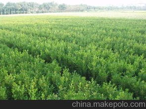 小叶黄杨：神奇的风水树