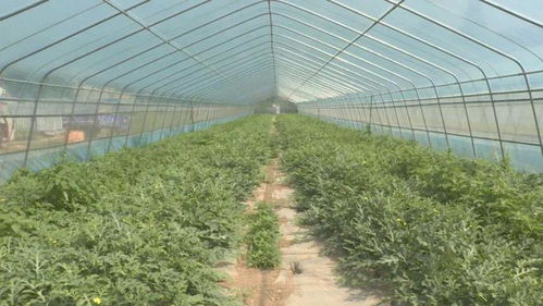 冬天种啥蔬菜好？家庭种植小窍门大揭秘那个！