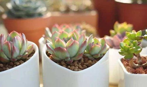 晒太阳，还是避光？这是个问题