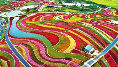 月季育种，任重道远