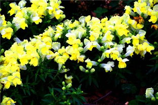 三四月份的花草品种