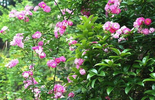 为什么蔷薇花迟迟不开花？