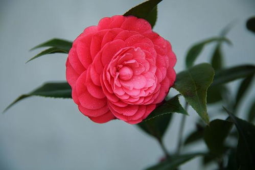 天气，是不是催花的幕后黑手？