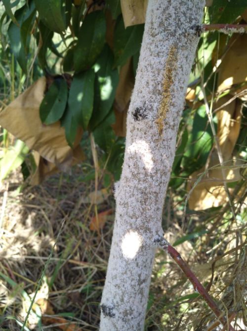 如何防范和治疗桃树灰霉病？