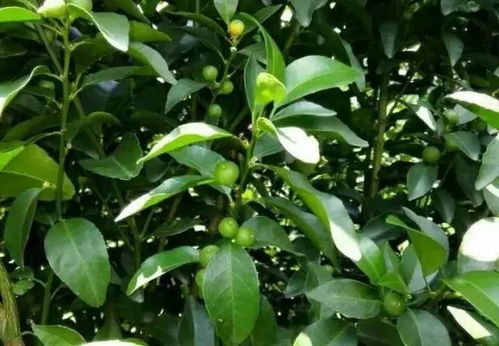 水塔花如何科学浇水施肥？施肥频率和肥料选择有讲究吗