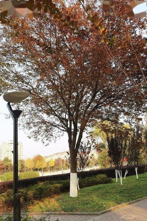 去年帮邻居老张播种榉树，秋播的苗子比春播的高出半米，现在树冠比遮阳伞还茂密。