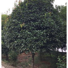 5公分桂花树市场价大概多少？