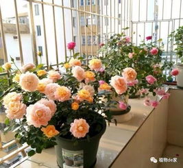 浇水与施肥的度：没有固定的答案