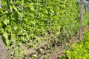 爬山虎种植注意事项，你可别小堪了哦！