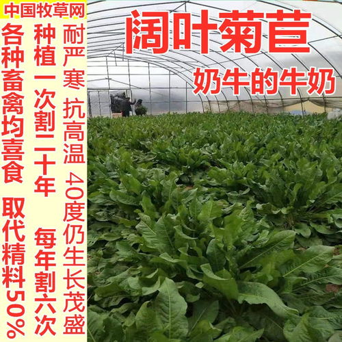 我国有哪些多年生牧草品种适合养殖