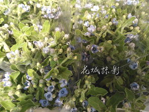 接骨木成苗快， 株形美观