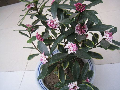 瑞香发芽，修剪后如何拆分
