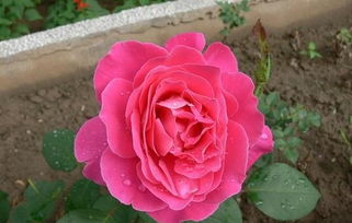 浇水不足，月季的生存危机