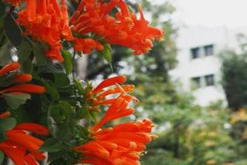 凌霄花的土壤需求