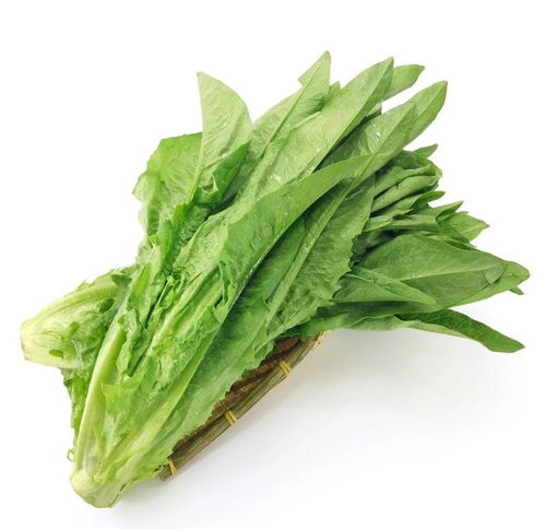 生菜：独特的味道驱虫