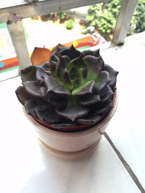 黑色盆种多肉？散热快