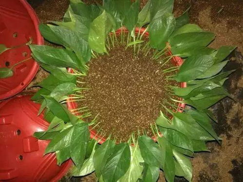 简叶花月夏天怎么养护？避免阳光直射