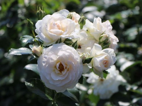 天狼星月季：花开的星光璀璨