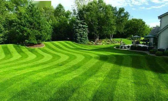 草坪修剪的学问