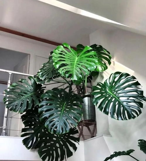 碗莲施肥秘诀：促叶繁茂，盆中绿意盎然！