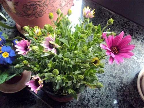 黄金喷泉是菱叶绣线菊的杂交改良品种