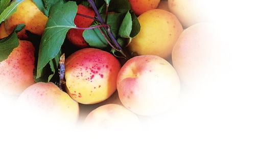 水分管理， 得讲究技巧