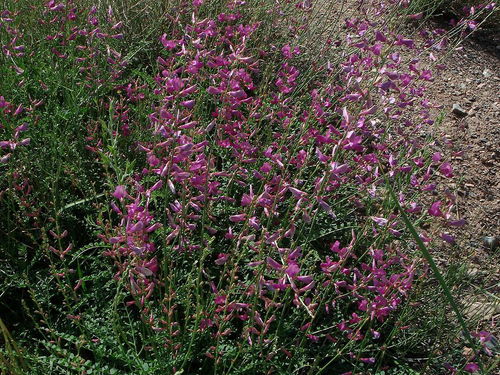 沙地种植耐旱草品种全攻略
