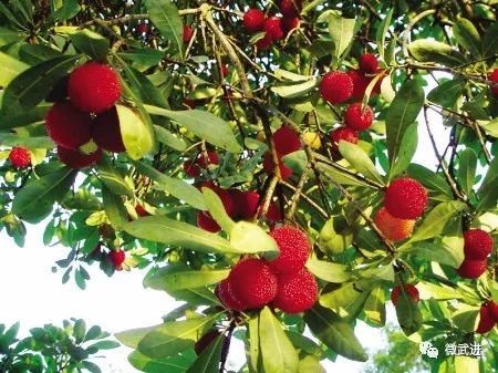 光照强度的精准调控