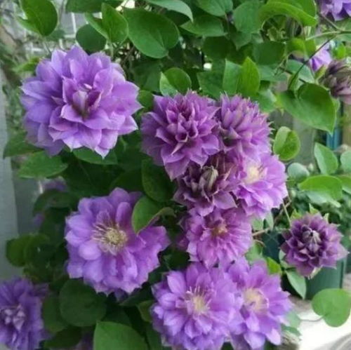 芍药种植时使用哪种肥料最适宜