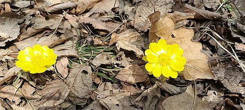 冰凌花：大自然的礼物，还是市场的商品？