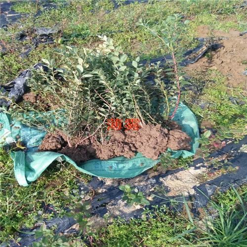 美国人在新疆种蓝莓，面临气候、土壤等挑战