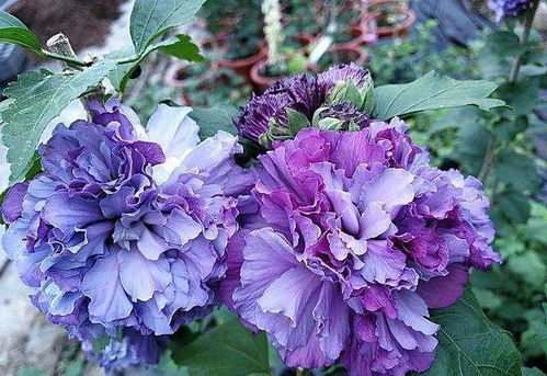 蓝莓冰沙木槿花的神秘魅力