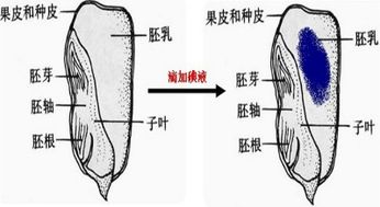 玉米种子结构图：胚乳饱满