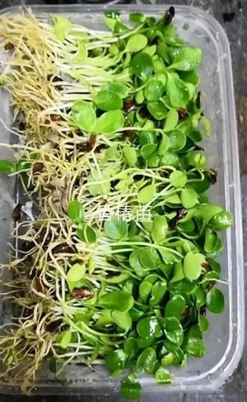 摆盘花草名称大揭秘，如何用花草点缀美食