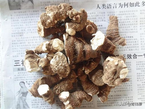 滇重楼种子催芽技巧大公开