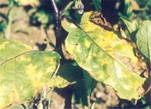 病害症状， 咱们得清楚