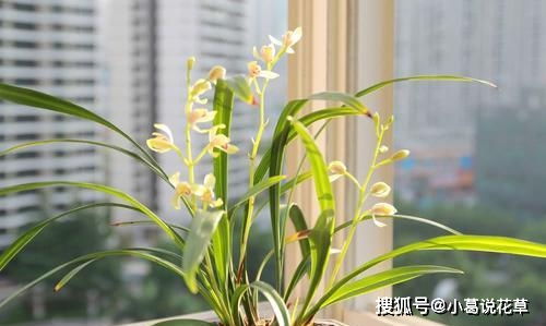 复合颗粒肥的妙用