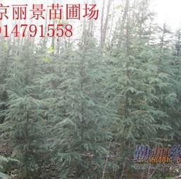 雪松的生长与价格