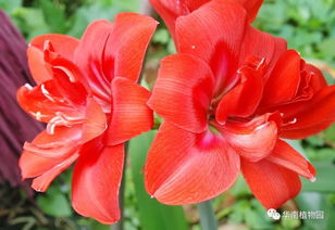 红凤蝶：花瓣波浪形，似凤似蝶