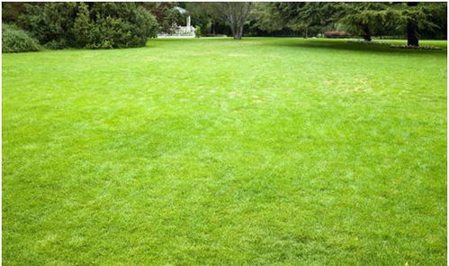 北方的草：黄得可爱