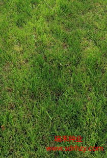 草地草种一平方米价格之谜