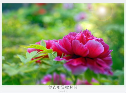 牡丹盛开，何人能及