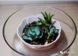 土壤干透了吗？该给花盆补水了