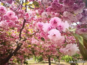 樱花，寓意真挚情感