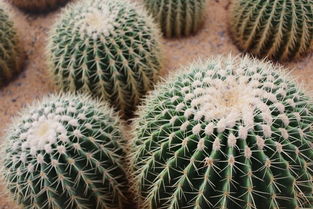 花与石的邂逅：石盆里的花之舞