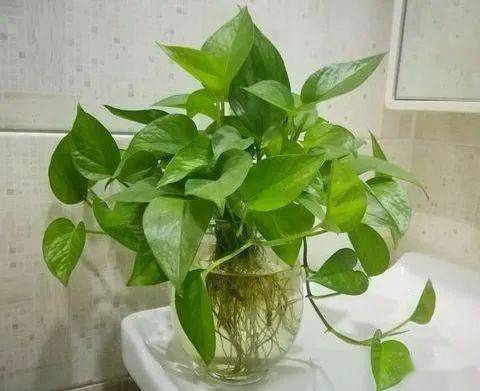 水培转土栽过渡法