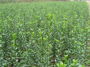 冬搭搭嫩搭搭种法囯冬青搭搭吗？