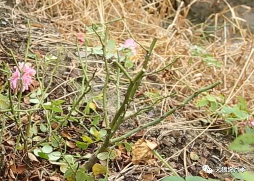 月季黄叶的种种烦恼，到底是谁在作祟？