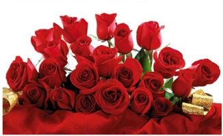 玫瑰花语：浪漫情感的传递者